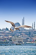 Seagull Flying Over the Golden Horn Seagull Flying Over the Golden Horn