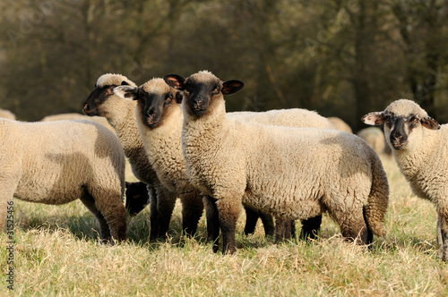 Foto: Junge Schafe Junge Schafe