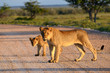 lioness with cub on the road lioness with cub on the road