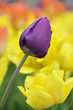 Tulipes