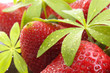 Foto: Waldmeisterblätter und Erdbeeren Waldmeisterblätter und Erdbeeren