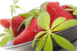 Foto: Erdbeeren in einer Schale ganiert mit Waldmeisterblättern Erdbeeren in einer Schale ganiert mit Waldmeisterblättern
