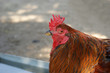red rooster