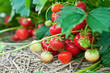 Closeup of fresh organic strawberries