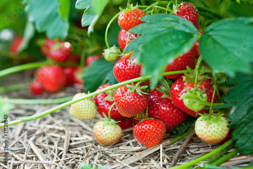 Photo: Closeup of fresh organic strawberries Closeup of fresh organic strawberries
