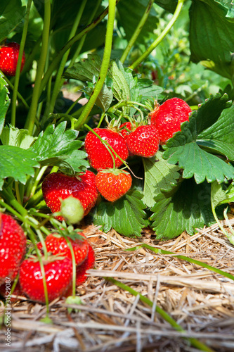 Photo: Closeup of fresh organic strawberries Closeup of fresh organic strawberries