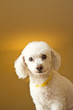 petit bichon frisé