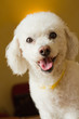 petit bichon frisé