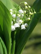 muguet