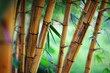 Bamboo forest background Bamboo forest background