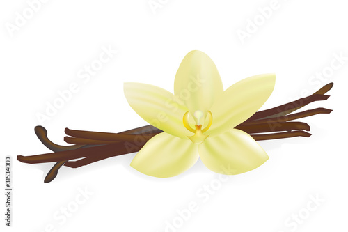Vanilla Pods And Flower
