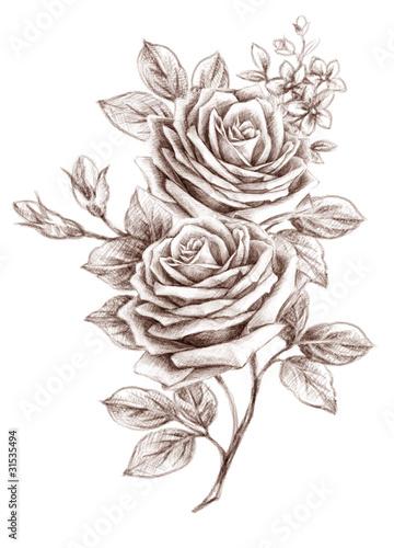 Illustration: Freehand drawing rose 01 Freehand drawing rose 01