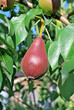 Pear tree