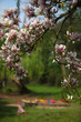 Magnolia