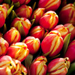bouquet de tulipes bouquet de tulipes