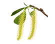 White Willow