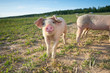 Young pigs standing on a farm, Sweden Young pigs standing on a farm, Sweden