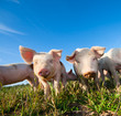 Pigs on farm in Dalarna, Sweden Pigs on farm in Dalarna, Sweden