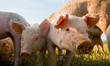 Pigs in Dalarna, Sweden Pigs in Dalarna, Sweden