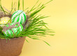 Easter eggs in a grass