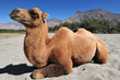 camels on desert