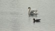 Schwan - Graugans