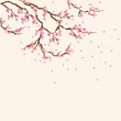 sakura postcard