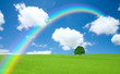 Green field with lone tree and rainbow