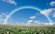 Potato field with sky and rainbow