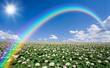 Potato field with sky and rainbow