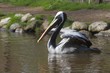 storch schwimmt