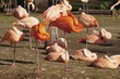 flamingos beim schlafen