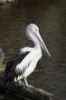 storch sattelstorch