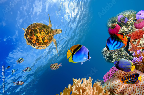 Photo: Underwater landscape with couple of Butterflyfishes and turtle Underwater landscape with couple of Butterflyfishes and turtle