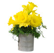 Spring Daffy