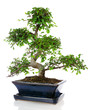 bonzaï mini-ficus dans un pot bleu en faïence bonzaï mini-ficus dans un pot bleu en faïence