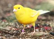 YELLOW CANARY