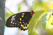 BLACK BUTTERFLY