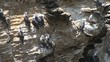 Vögel an Steilküste, Peru