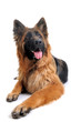 berger allemand