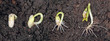 Plant Sprouting