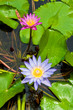 Wate lily on pond