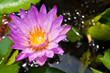Wate lily on pond Wate lily on pond