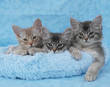 Photo: somali kitten siblings in a blue bed somali kitten siblings in a blue bed