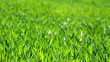 Video: lush green grass blowing in the wind lush green grass blowing in the wind