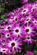 fleur de cinéraire senetti (cinéraire des fleuristes) fleur de cinéraire senetti (cinéraire des fleuristes)