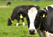 Foto: Milchkühe auf der Weide Milchkühe auf der Weide