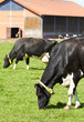 Foto: Milchkuh vor Kuhstall Milchkuh vor Kuhstall