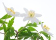 canvas print picture - Anemone
