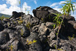 paysage chaotique de laves volcaniques refroidies, Réunion